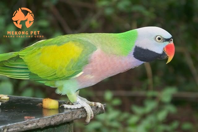 Bán vẹt ngực hồng trưởng thành tại tphcm, tây ninh, đồng nai,...
